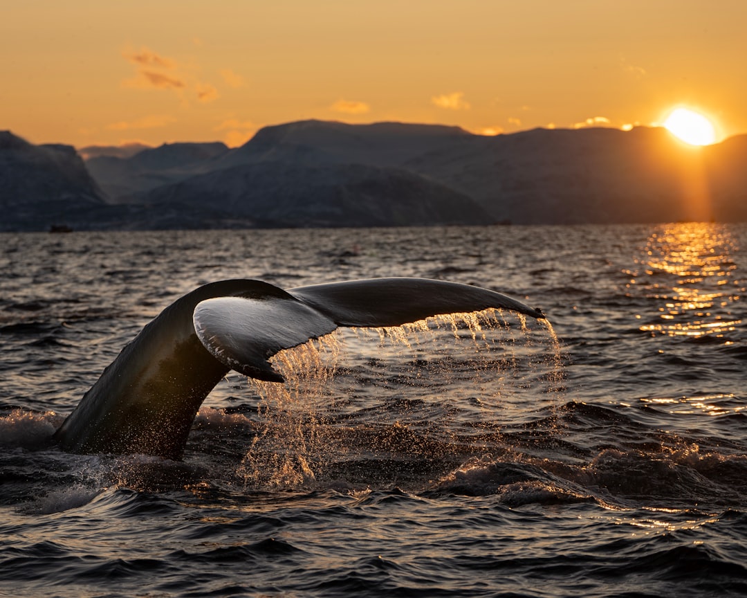 A Humpback-whale shows his fluke as it dives in the sunset over the Arctic fjords of Norway. The light just before the nearly two month lasting Polar-Night is simply wonderful.
